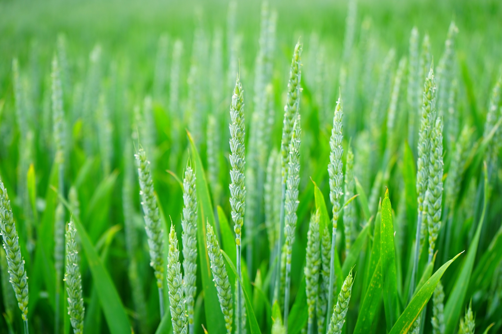 За зерном проследят: Россельхознадзор сообщил о разработке системы прослеживаемости зерновой продукции